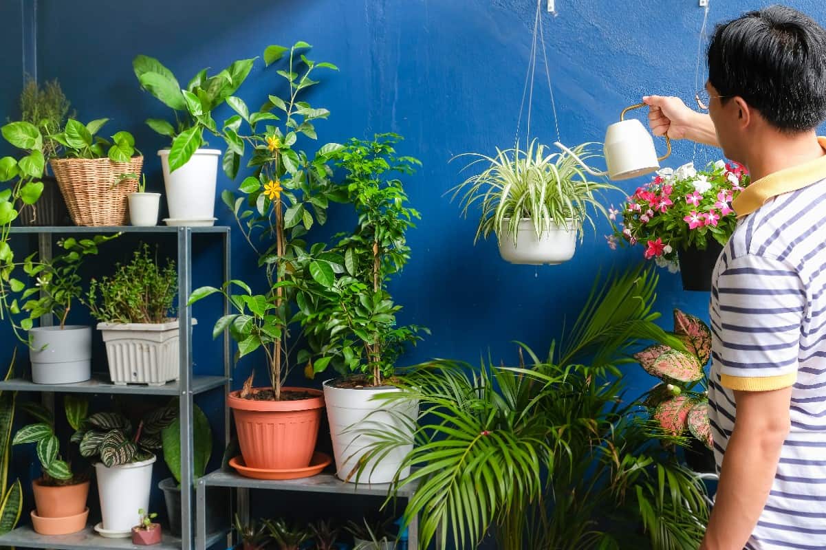 Półki pełne zieleni – dekoracja z roślin DIY