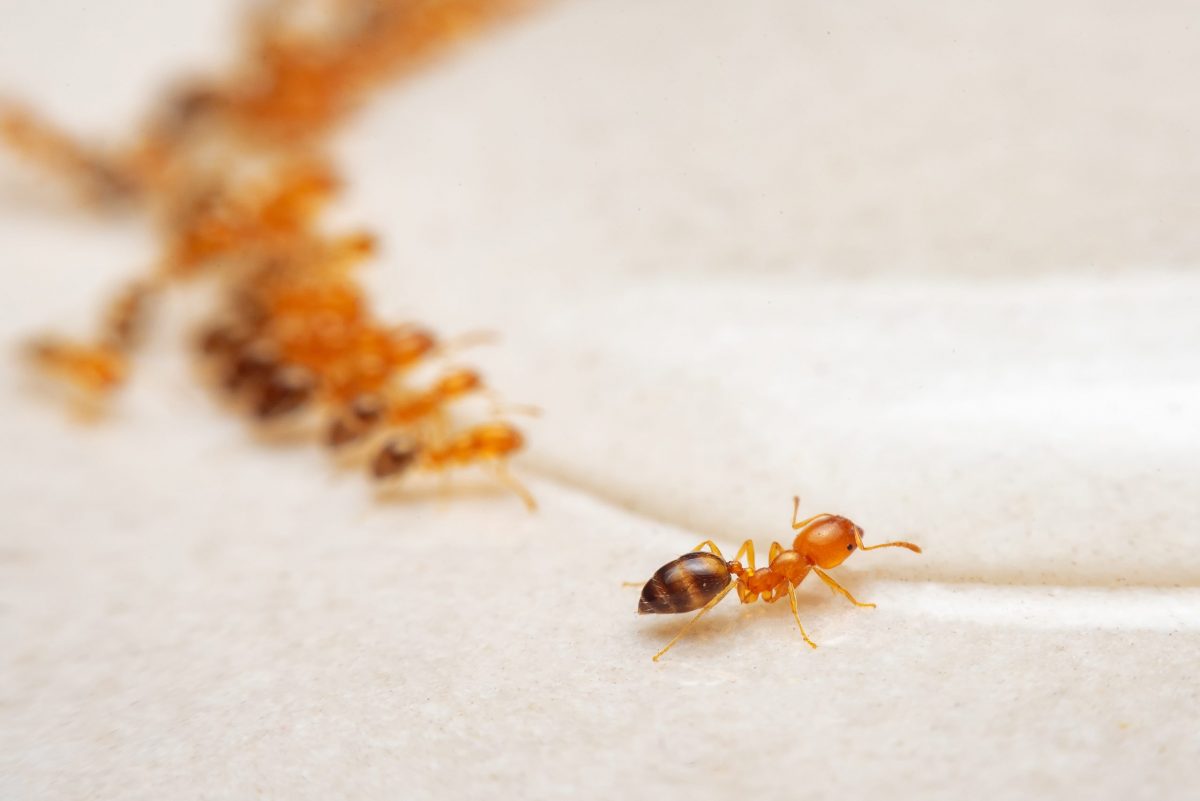 Sposoby na mrówki w domu – pozbądź się ich!