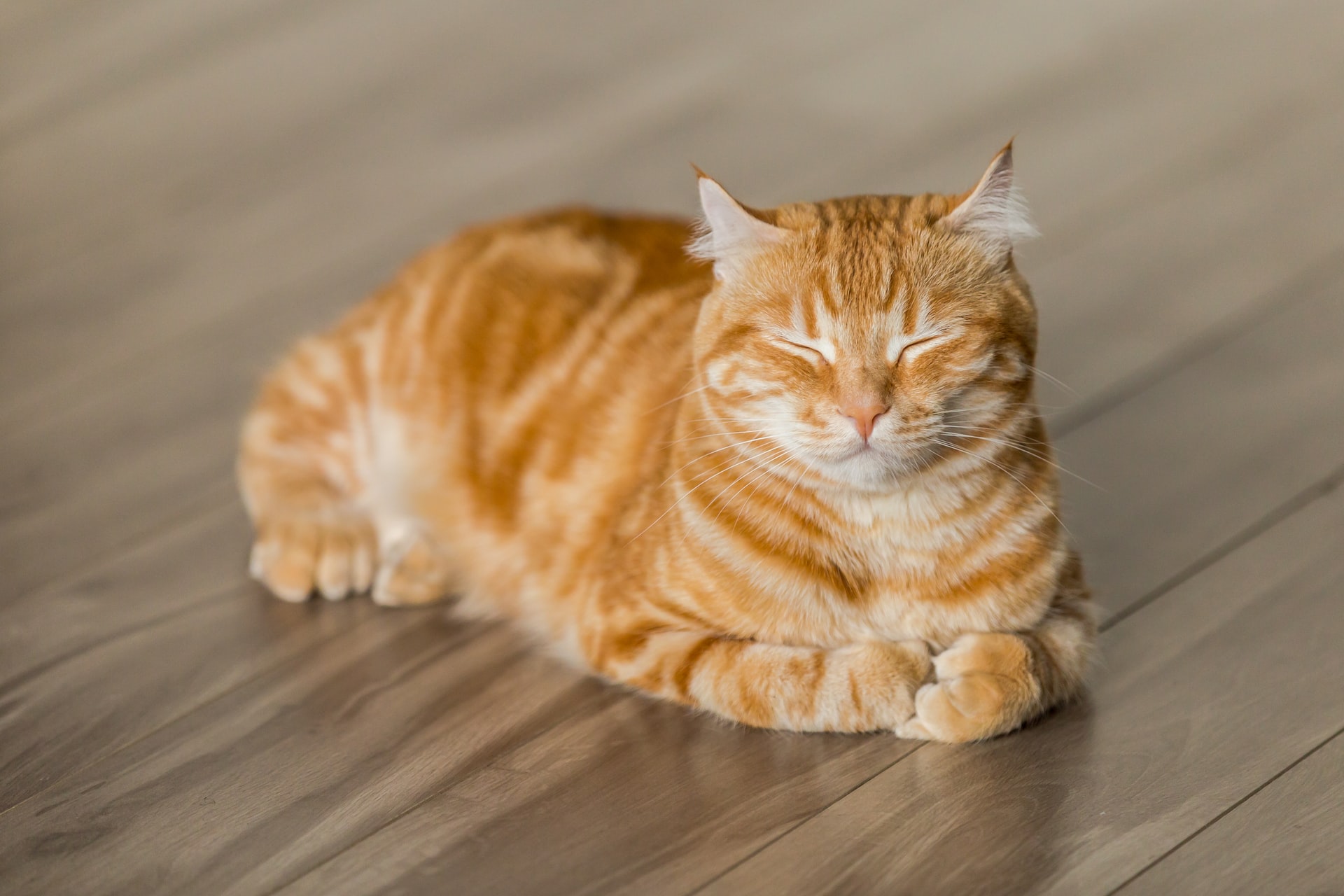 Kot w domu – jaką podłogę wybrać?